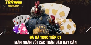 Đá Gà Trực Tiếp C1 - Mãn Nhãn Với Các Trận Đấu Gay Cấn
